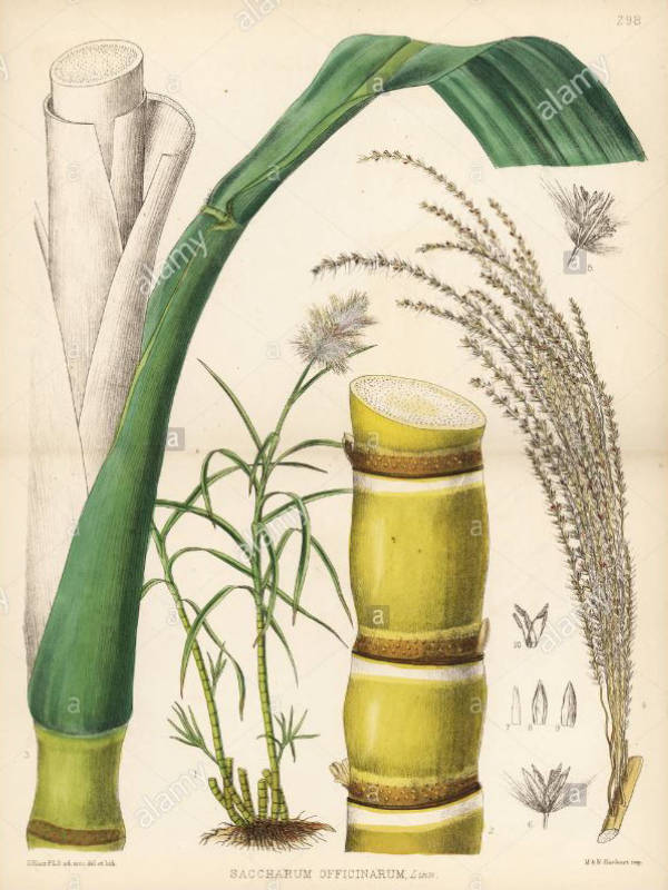 pack cover image